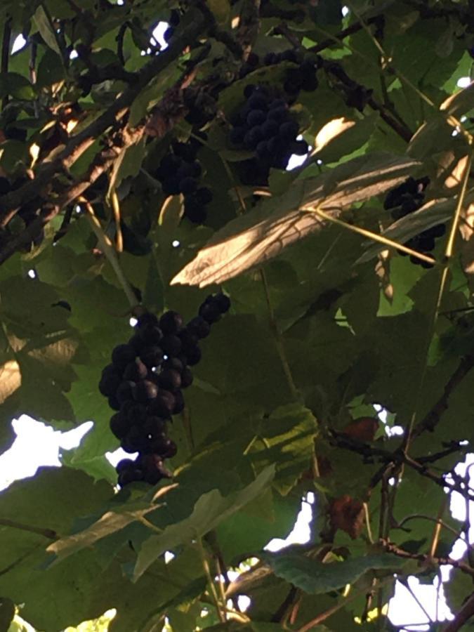 Bed and Breakfast La Ferme Des Vignes Hotot-en-Auge Esterno foto